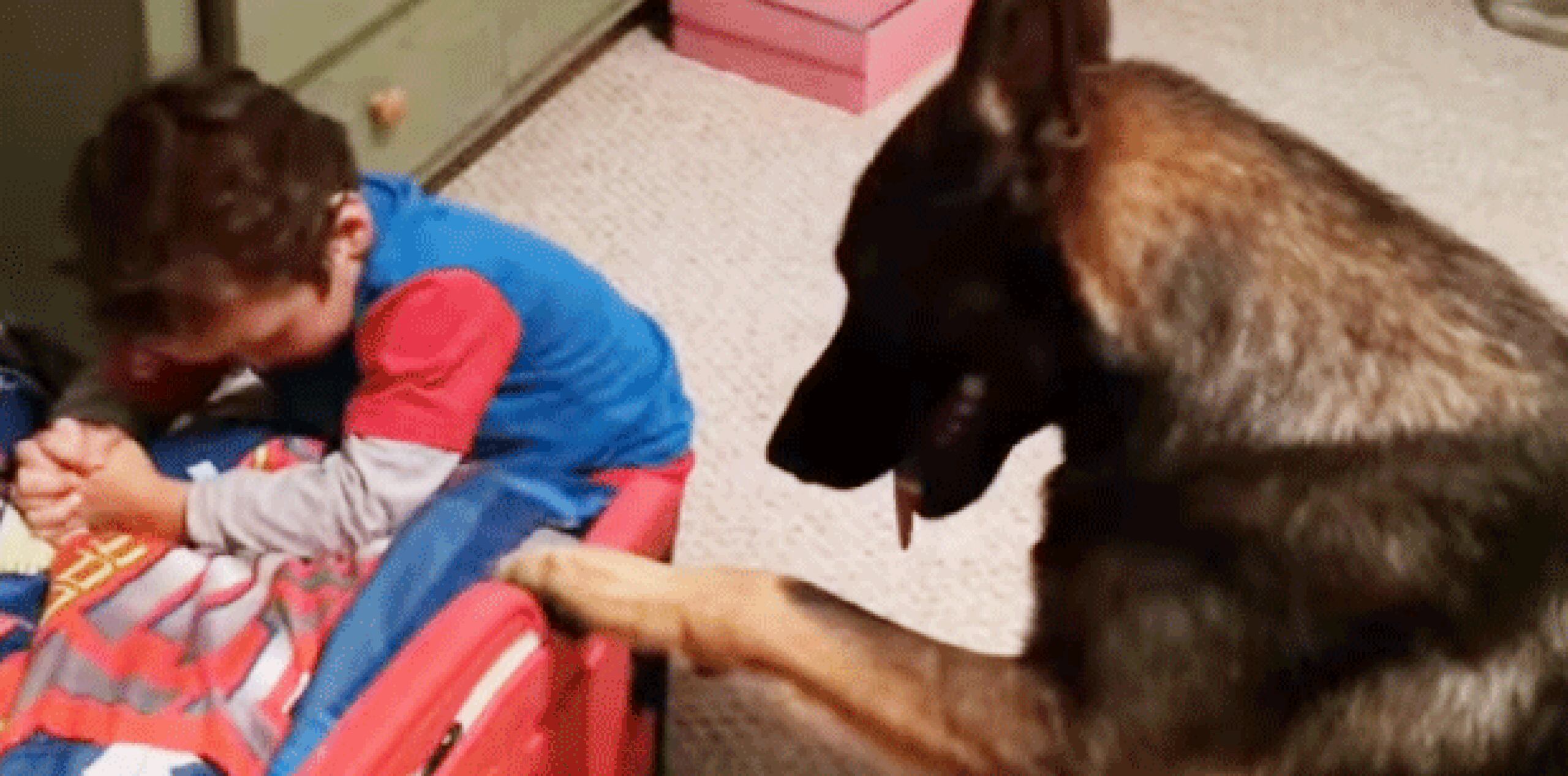 El inteligente can  ayuda al niño a recoger los juguetes que estaban en el suelo, colocándolos en un cajón de plástico.  (YouTube) 
