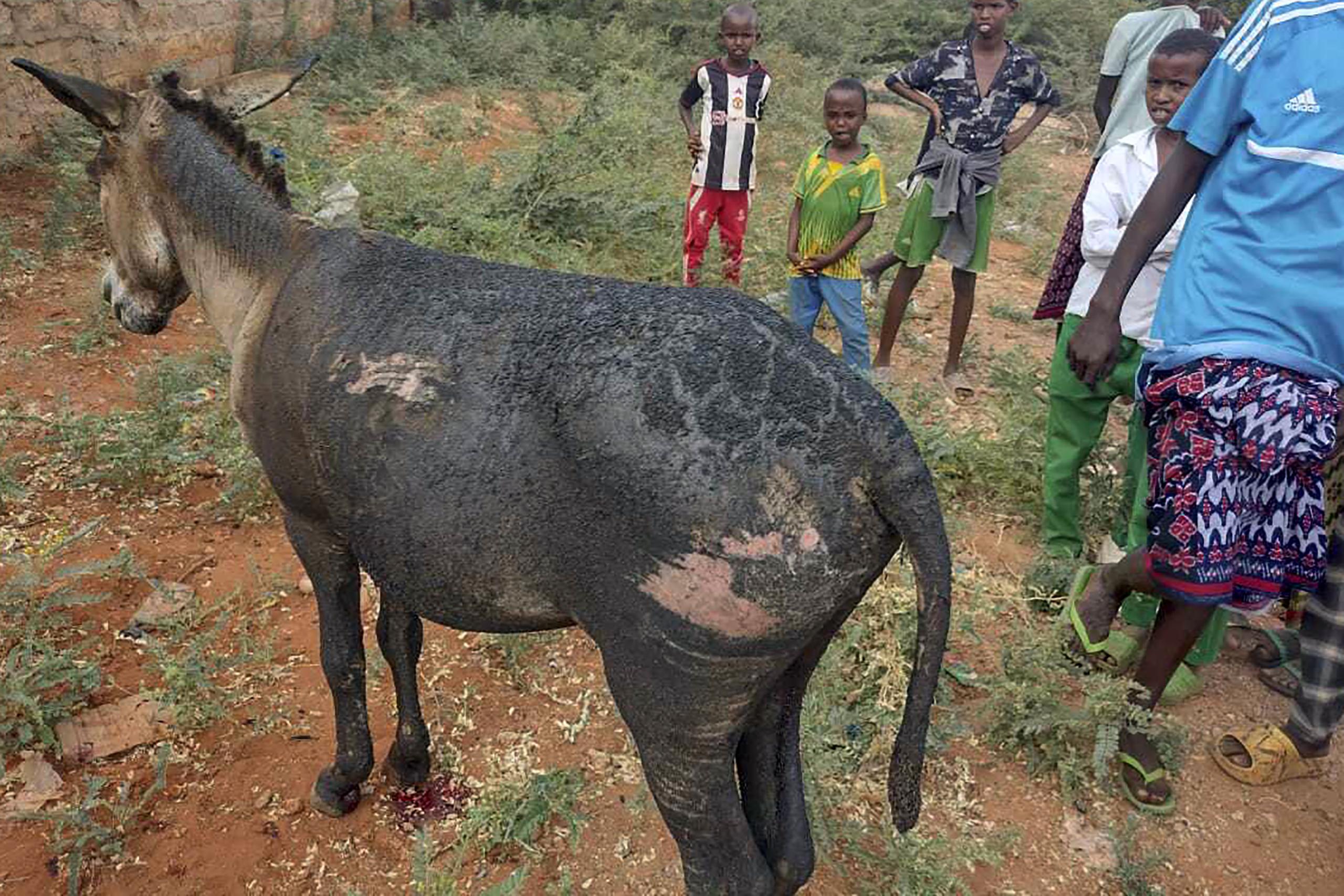Según informó la policía keniana, la bomba improvisada era transportada por un carro tirado por burros.