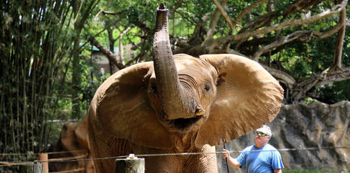 El elefante (no el de la foto) murió en el coto de caza Malapati, en Zimbabue, lo que significa que estaba fuera del parque nacional y, por tanto, su caza era legal, aseguró Rodrigues. (Archivo)