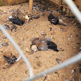 Investigan misteriosa muerte de varios animales en Hatillo