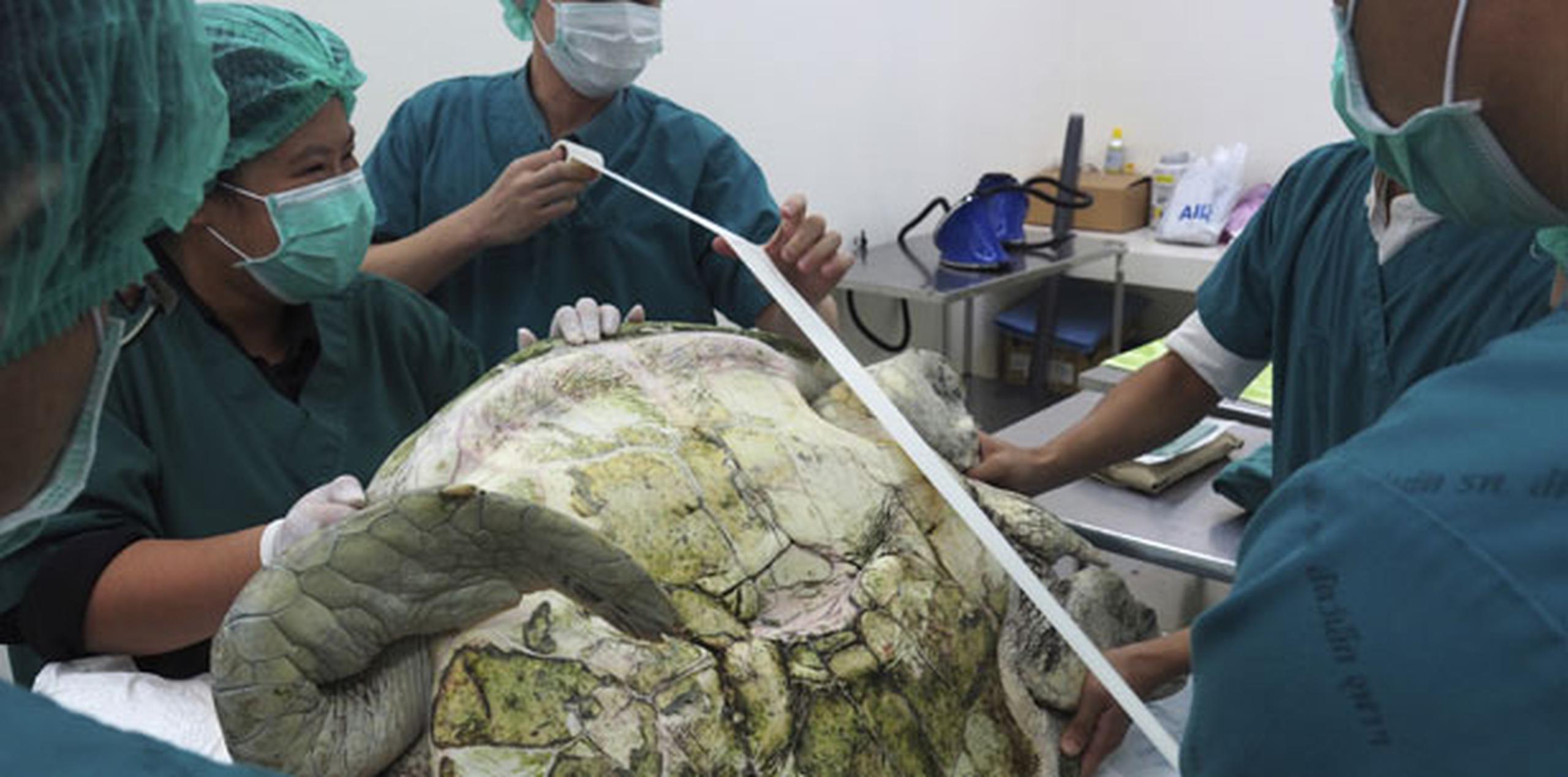 Cinco cirujanos de la Facultad de Veterinaria de la Universidad de Chulalongkorn pacientemente le extrajeron las monedas en cuatro horas, mientras "Bank" dormía bajo anestesia total. (AP)