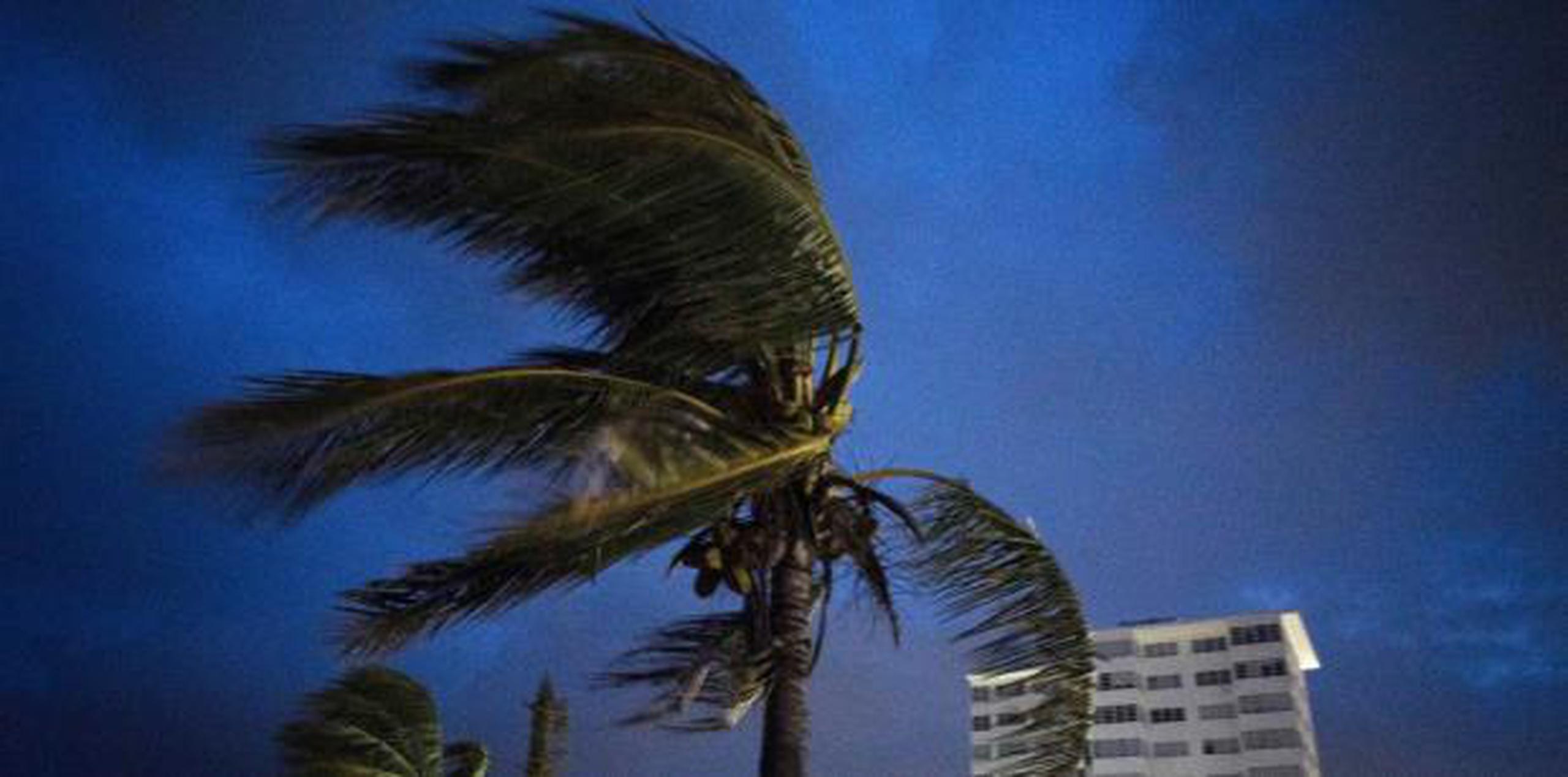 Los fuertes vientos sacudían ayer una palmera en Bahamas. (AP)