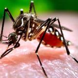 CDC celebra fin de la epidemia del zika en la Isla