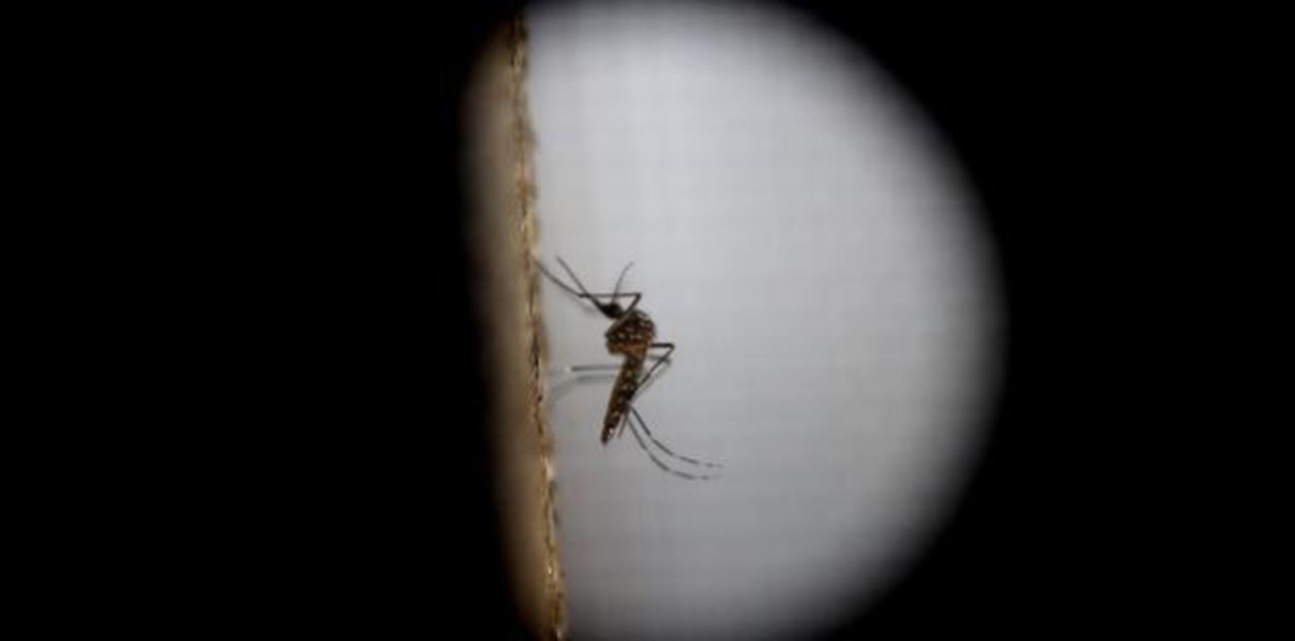 Según la empresa que produce los mosquitos transgénicos, los mismos al aparearse con las hembras producen crías que heredan un gen letal que les impide llegar a adultos. (Arcivo)