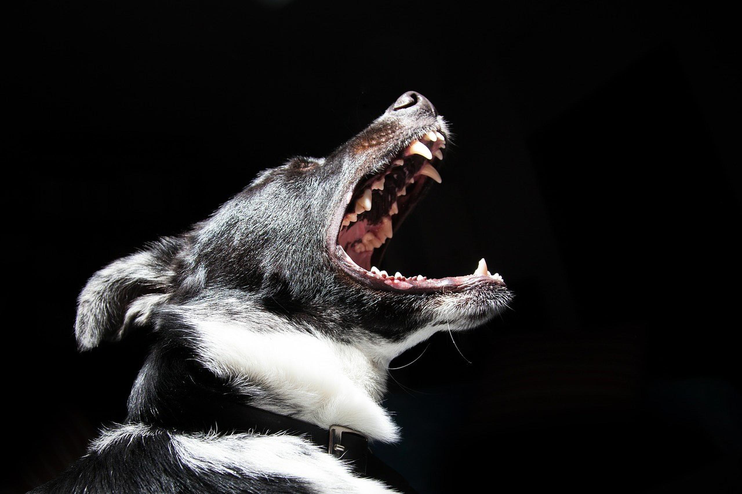 Las agencias locales de animales colocaron trampas para perros y lograron la captura de seis canes, cuyas mordidas coinciden con las que presenta el cuerpo de la víctima. (Pixabay)