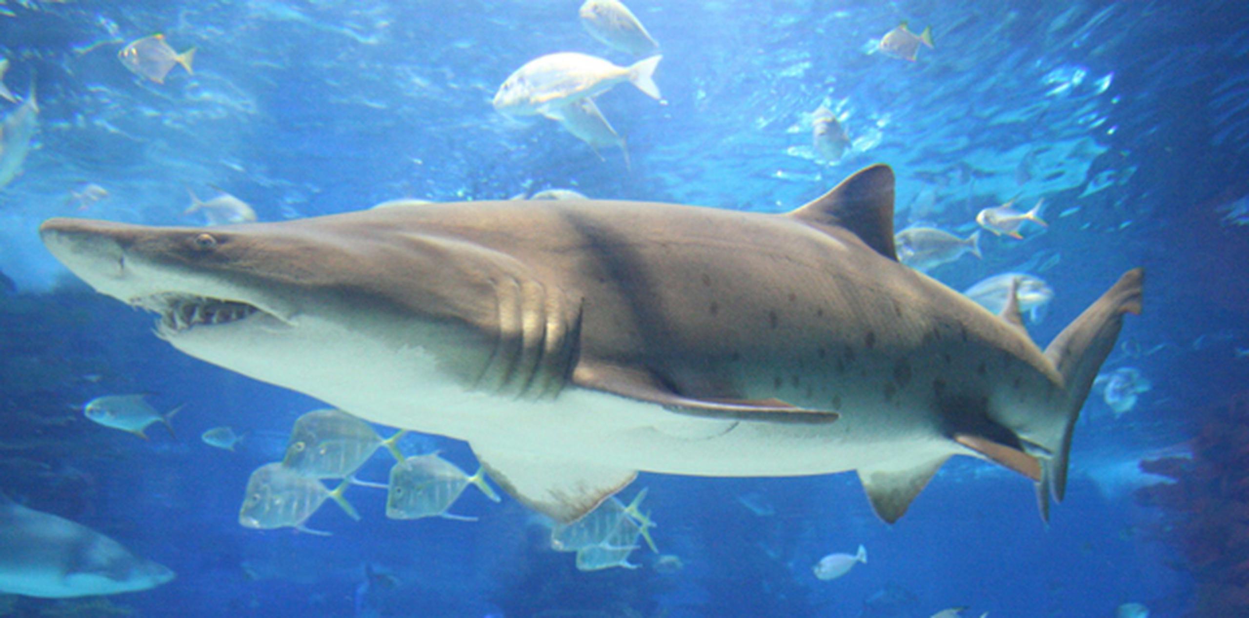 Según un estudio, en 2013, Florida registró 23 ataques de tiburones "no provocados" (Archivo)