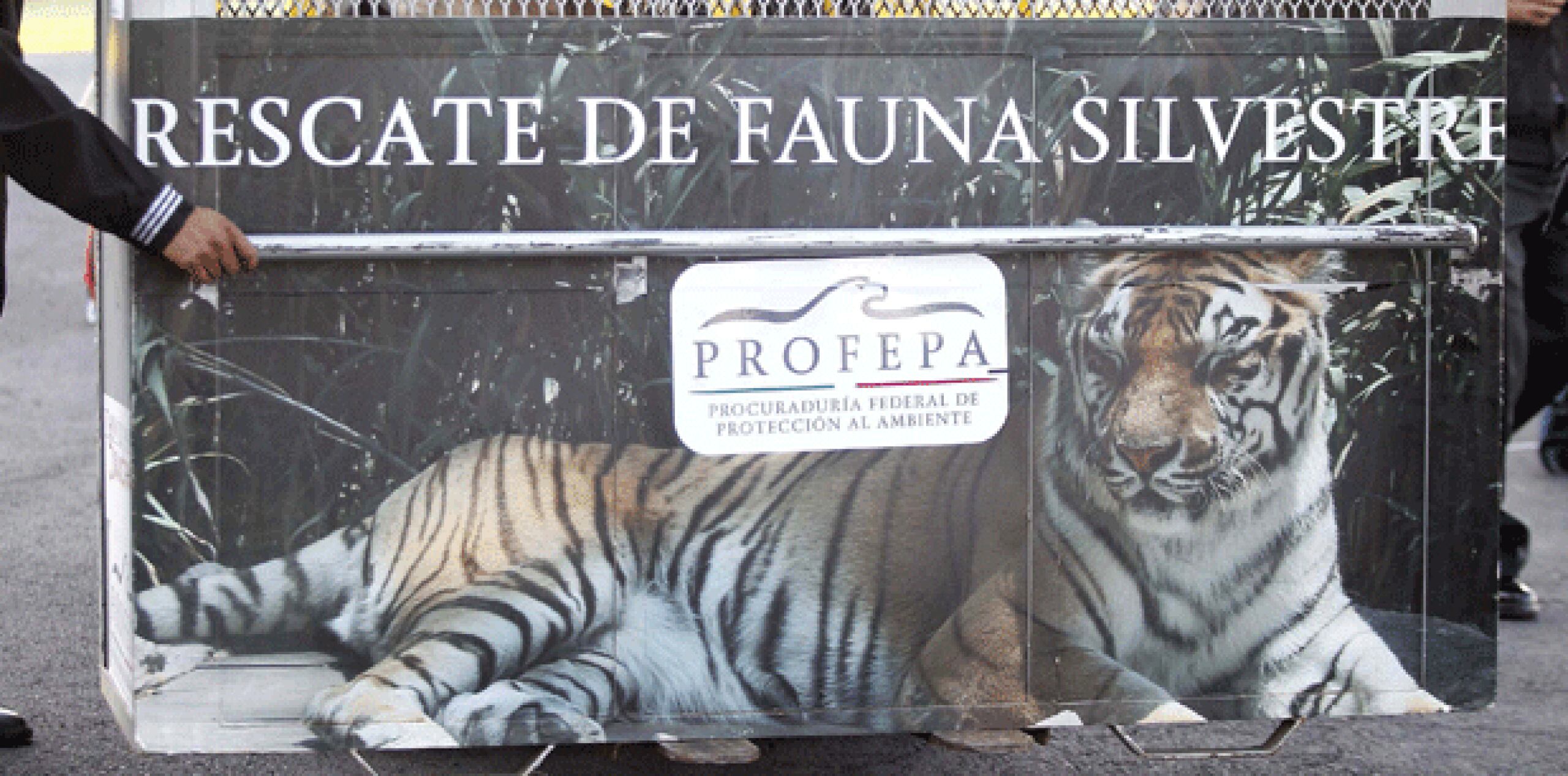 El funcionario dijo que aún restan nueve tigres en ser transferidos al santuario, donde los animales podrán estar relativamente libres. (EL UNIVERSAL/Ariel Ojeda/RML)