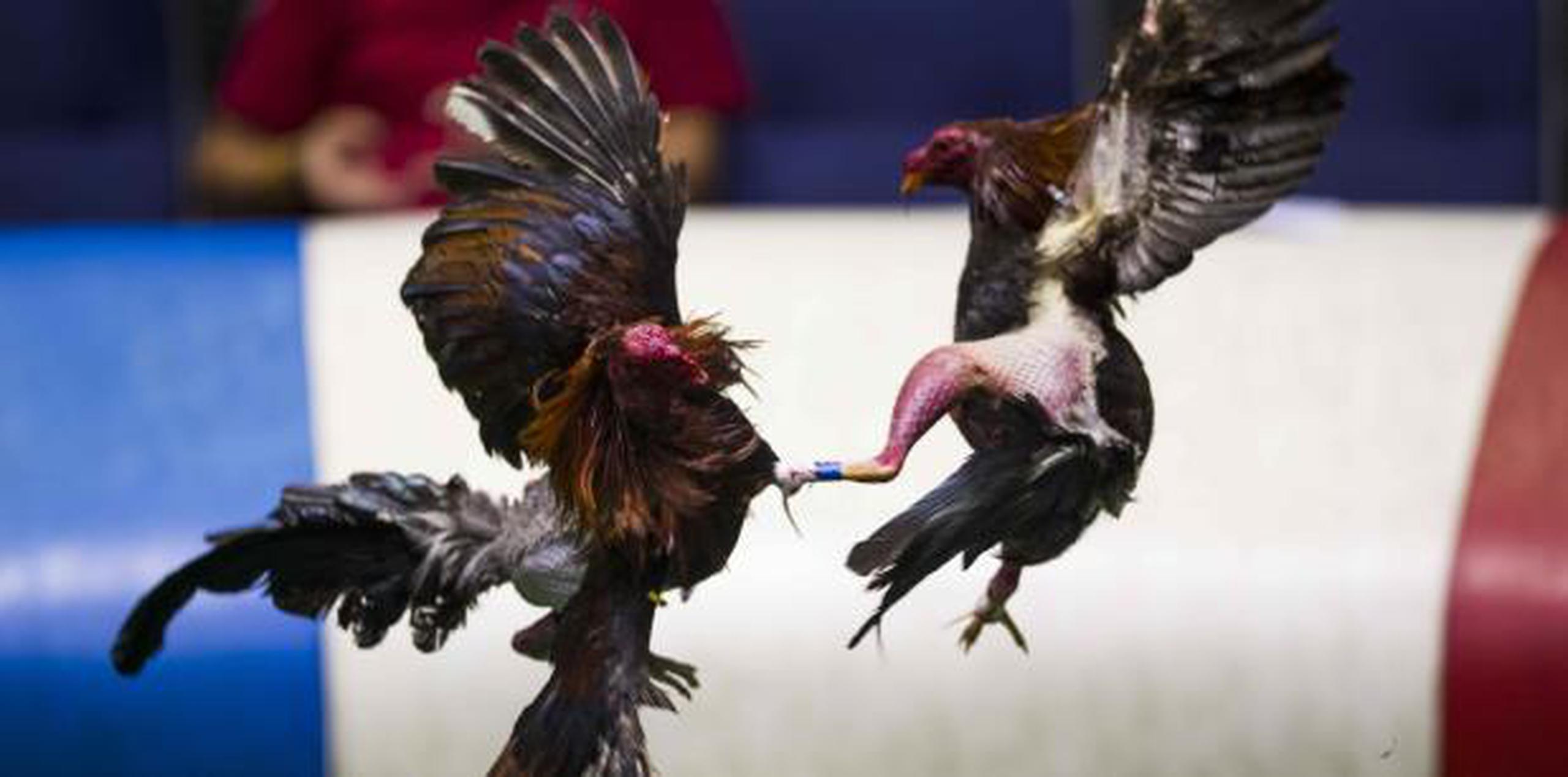Hace unos meses se han llevado a cabo discusiones sobre eliminar las peleas de gallos en la Isla por el proyecto radicado ante la Cámara de los Estados Unidos. (Archivo)