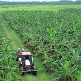 Trabajo agrícola: “Todos los boricuas que deseen ganar dinero que vengan”
