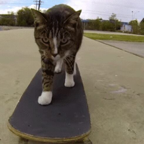 VIRAL Este gato es un "skater" profesional 