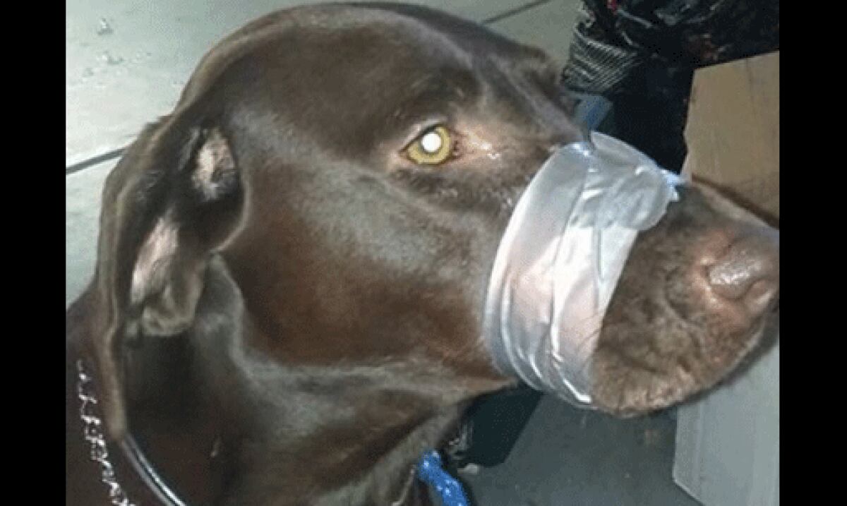 Le tapó el hocico a su perro con tape, publicó la foto y se metió en tremendo lío Primera Hora