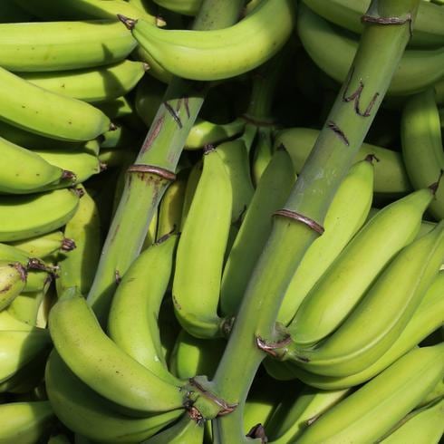 Lo que debes saber del hongo que mata a los plátanos y guineos