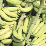 Agricultor se querella por el robo de 15 racimos de plátanos en Maunabo 