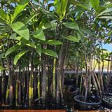 Los manglares: antídoto natural contra el cambio climático y los huracanes en Puerto Rico