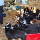 Rescatan veintena de perros de residencia en Juana Díaz