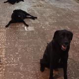 Denuncian gobierno abandonó 13 perros de mujer removida por el Departamento de la Familia