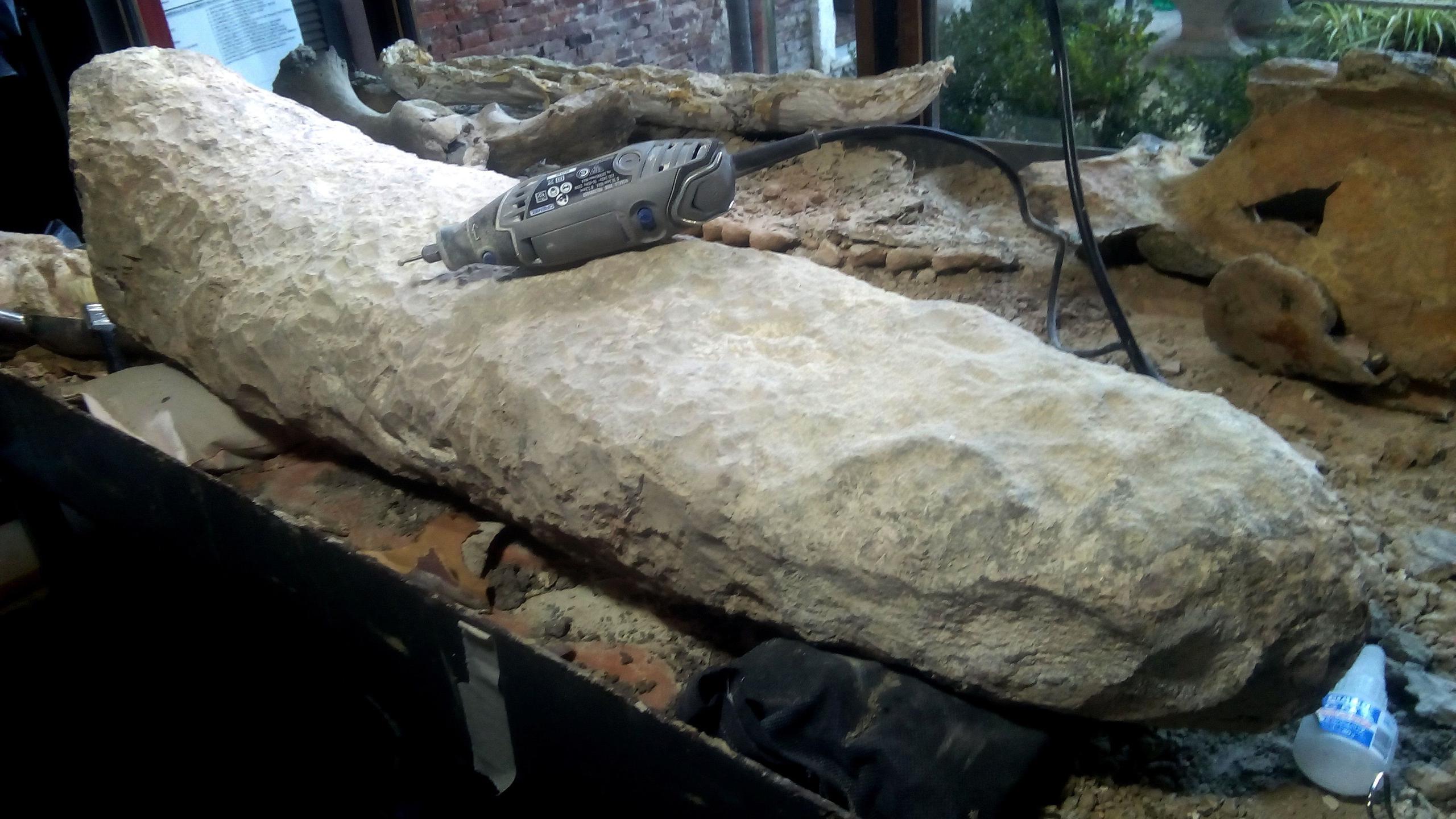 El Museo Paleontológico de San Pedro, ubicado en la provincia de Buenos Aires, cuenta con una nueva pieza de gran valor histórico, una cola fosilizada de un armadillo gigante que vivió en el final de la edad Ensenadense, hace más de 700,000 años.