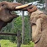 Mundi ya tuvo su primer encuentro con el elefante Bo en su nuevo hogar en Georgia