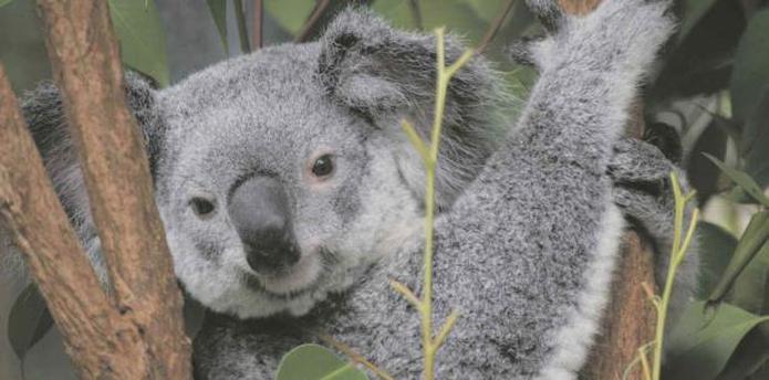 La presidenta de la Fundación Australiana de Koalas, Deborah Tabart dijo que "Nueva Gales del Sur tiene una población de 16,000 a 18,000 ejemplares. Se trata de una gran pérdida". (archivo)