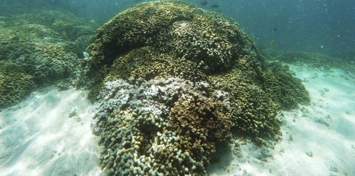Las altas temperaturas en el mar provocan que los corales expulsen las algas de las que dependen para alimentarse y sus esqueletos se "blanquean", como sucede con estos corales en la Bahía Kaneohe, en la isla de Oahu, Hawai. (AP/Caleb Jones, File)
