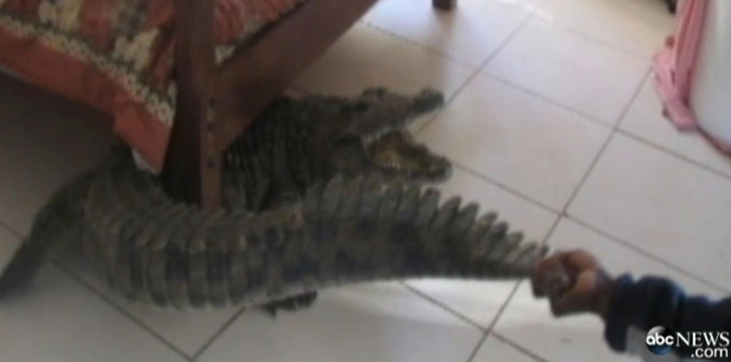 El cocodrilo medía 8 pies de largo y pesaba más de 300 libras. (ABCNews)