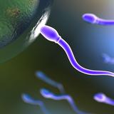 Los espermatozoides humanos no nadan de la forma que se creía: es solo una ilusión óptica