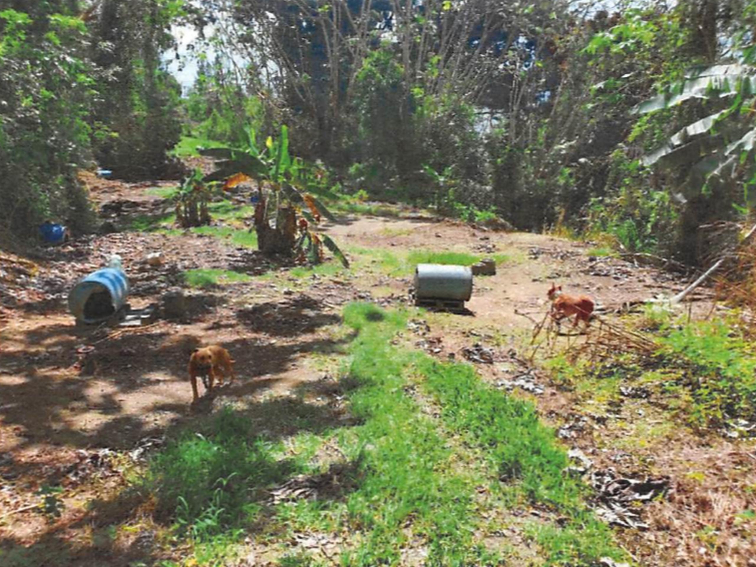 Fotos suministradas por la Fiscalía federal en la acusación contra Antonio Casillas Montero, en la que se muestran perros encontrados en una propiedad vinculada al imputado en Humacao el 6 de octubre de 2022.