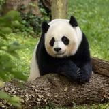 Video: Polémica en zoológico de China por falsos pandas