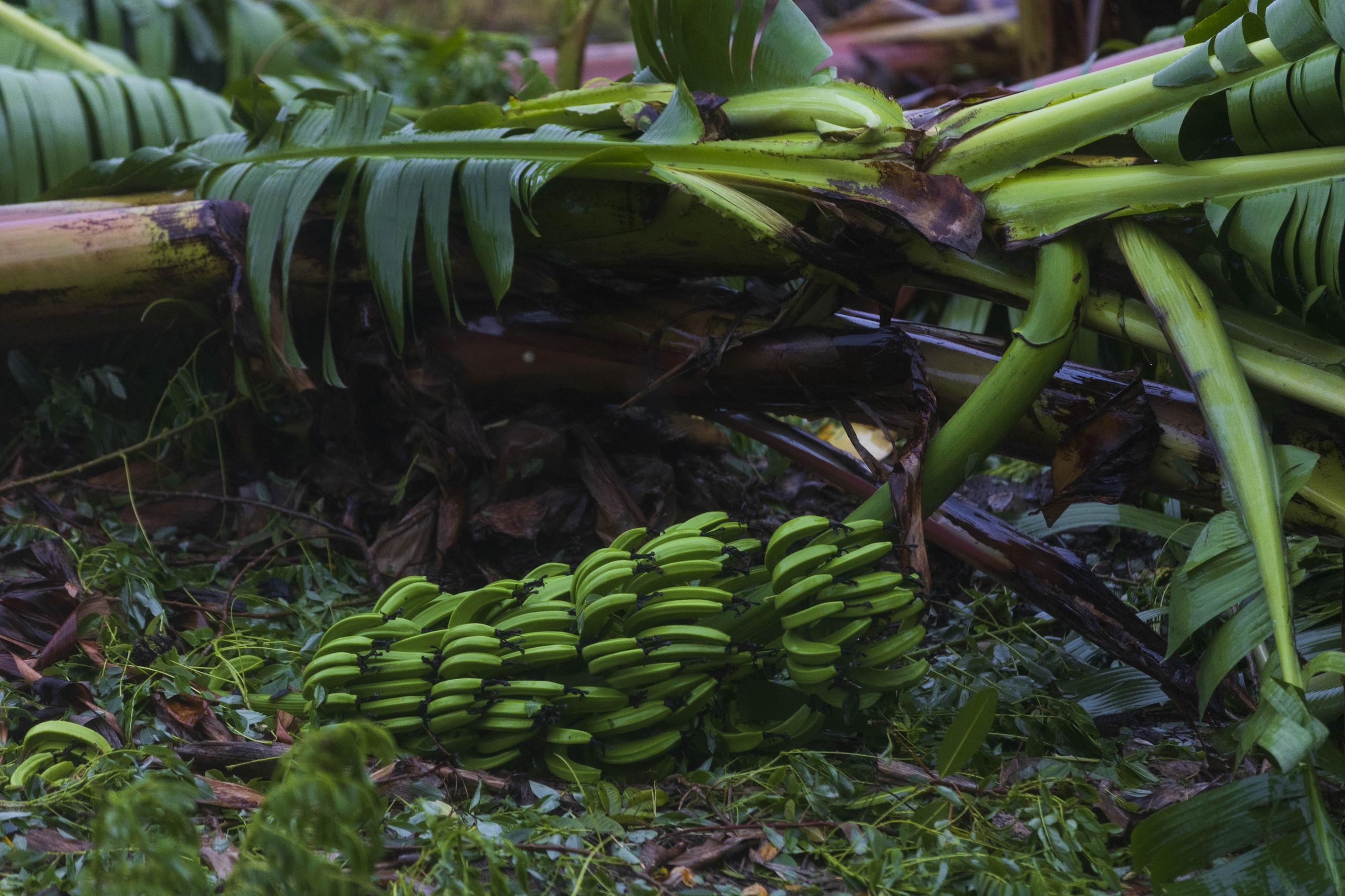 Una plantación de plátanos arruinada tras el paso del huracán Fiona, en Peñuelas.