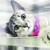 Cuándo y cómo llevar los gatos al veterinario 