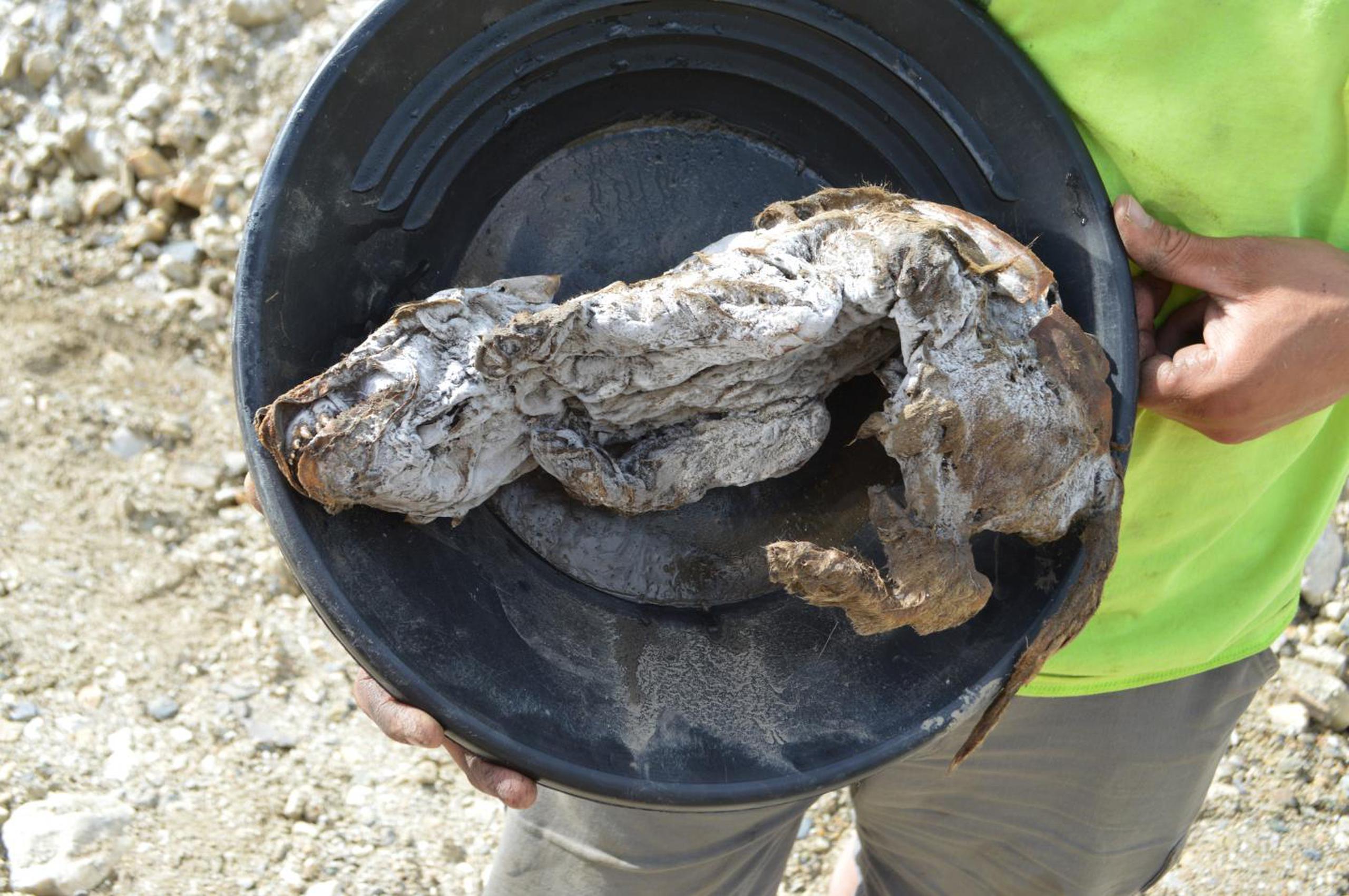 “Es la momia de lobo más completa que se ha encontrado. Está básicamente 100% intacta, lo único que falta son sus ojos”, señala Julie Meachen, profesora asociada de anatomía en la Des Moines.