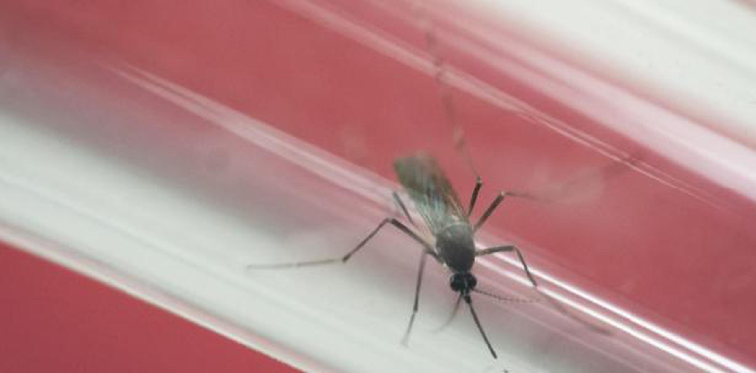 Casos de virus del Zika en Puerto Rico se sitúan en 34,562 Primera Hora