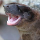 Describen nueva especie de murciélago en los Andes de Colombia, Perú y Ecuador 
