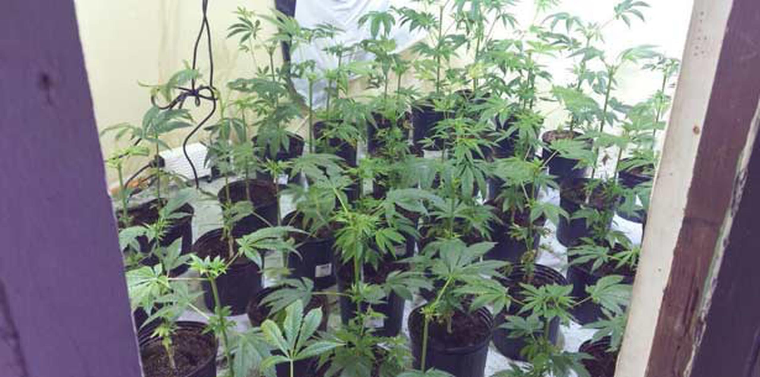 En el invernadero habían más de 60 matas de marihuana. (Suministrada)