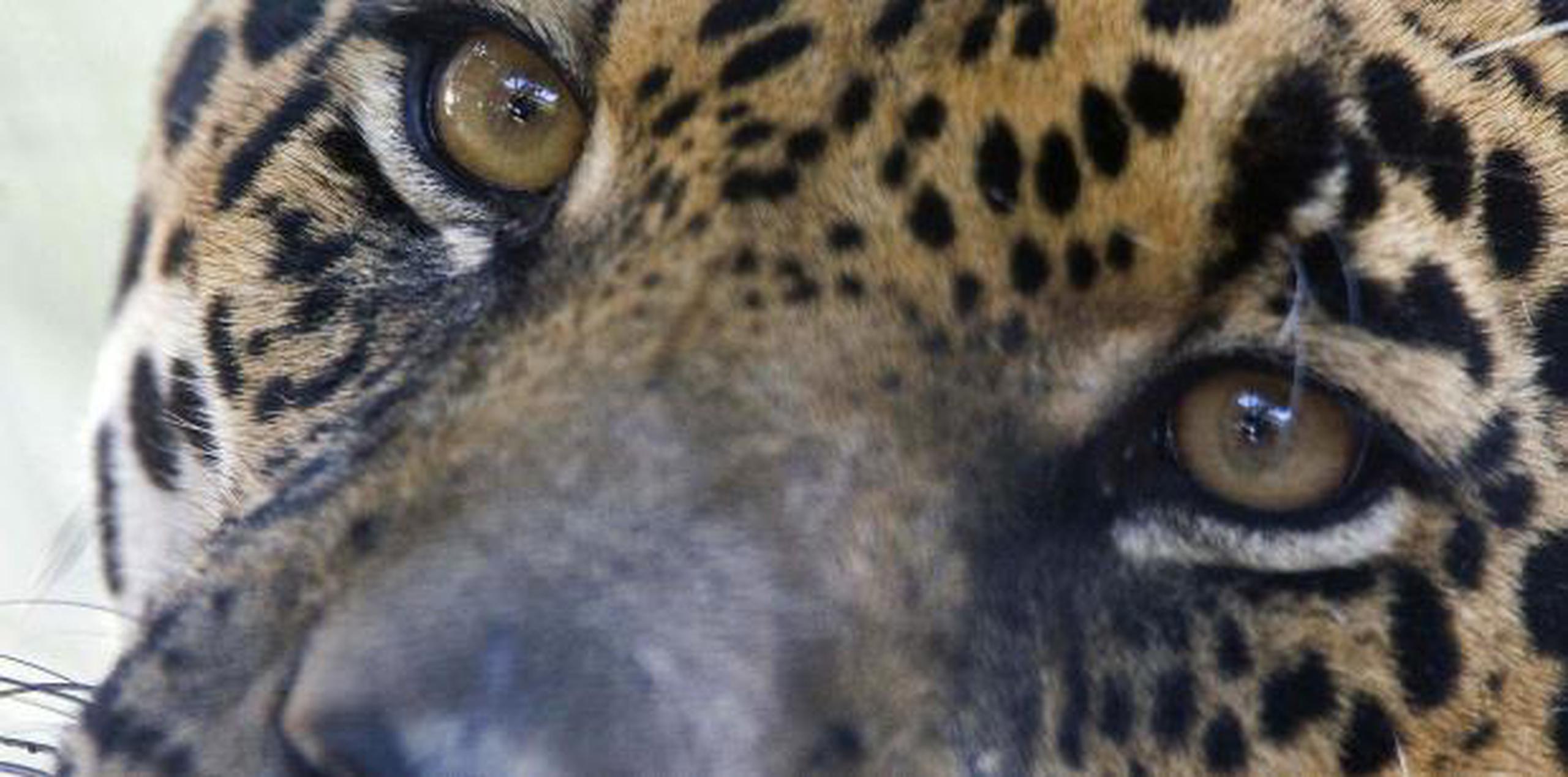 Asimismo, el zoológico aseguró en sus redes que nada le pasará a su jaguar. (archivo)

