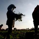 Agricultura federal aprueba incluir cultivos tradicionales en programa de ayuda por COVID-19 