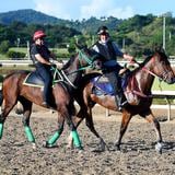 Varados los caballos venezolanos que compitieron en la Isla