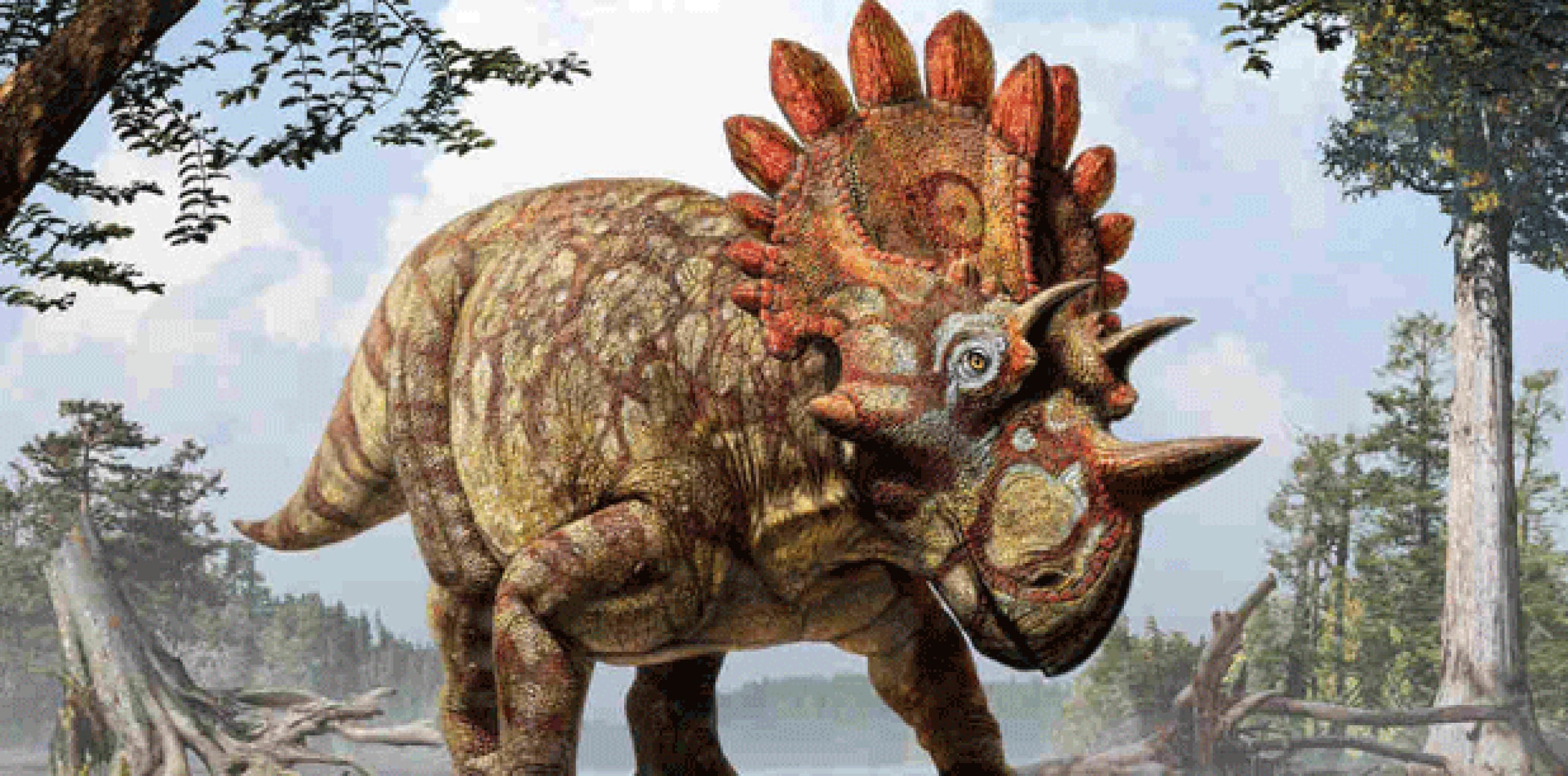 Lo que hacía inconfundible a este dinosaurio era el tamaño y el aspecto de sus cuernos faciales y la gola, como un escudo, en la parte posterior del cráneo. (EFE)