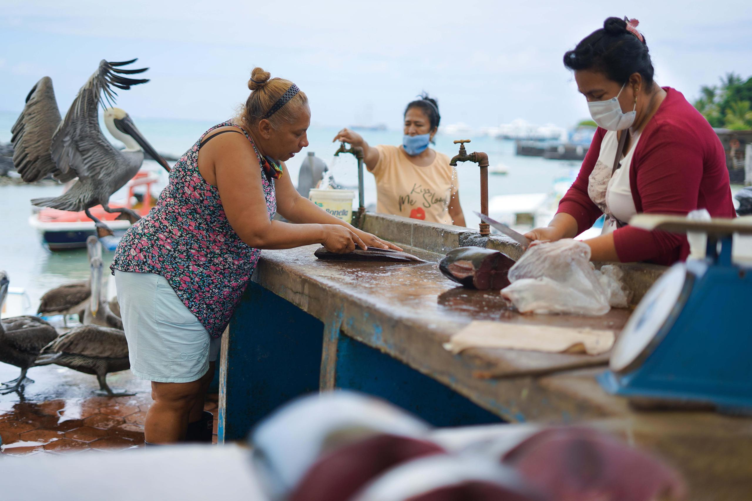 El archipiélago ecuatoriano de Galápagos, espacio de biodiversidad y modelo de conservación, se ha convertido en un ejemplo mundial del desarrollo de sistemas de alimentos de mar con una línea de inversión responsable y mayor rentabilidad para las pesquerías costeras. EFE/ Fundación Charles Darwin /Juan Manuel García.