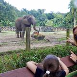 Senadora urge trabajar en conjunto para reabrir el zoológico de Mayagüez