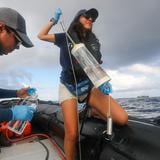 Científicos estudian ‘migravía’ submarina que une Panamá, Costa Rica, Colombia y Ecuador