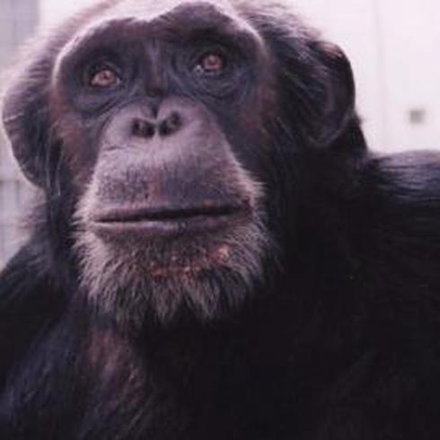 Muere el chimpancé Yuyo en el Parque de las Ciencias