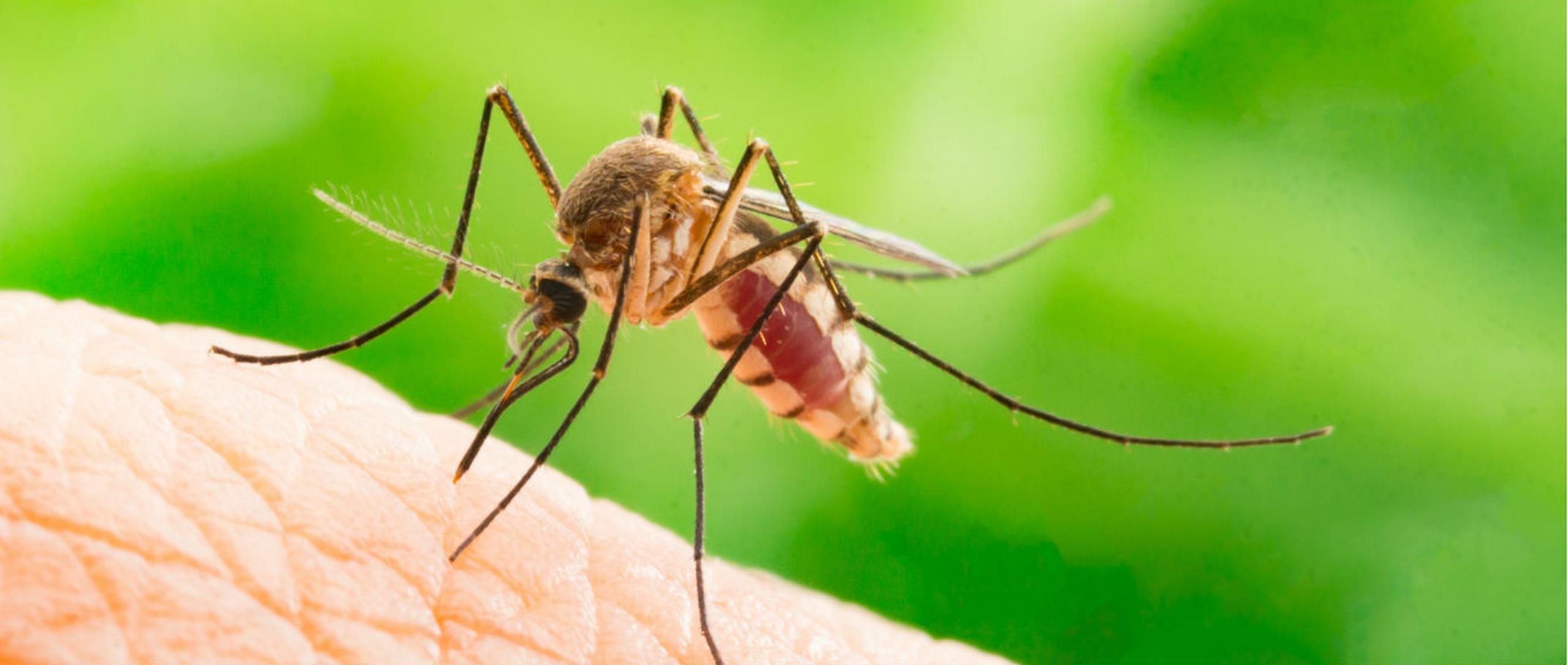 La herramienta desarrollada ofrece nuevas oportunidades para estudiar ciertas proteínas y determinar si se pueden dirigir para bloquear la transmisión de la malaria. (Shutterstock)