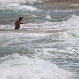 Amplían búsqueda de un menor arrastrado por corriente en playa de Condado 
