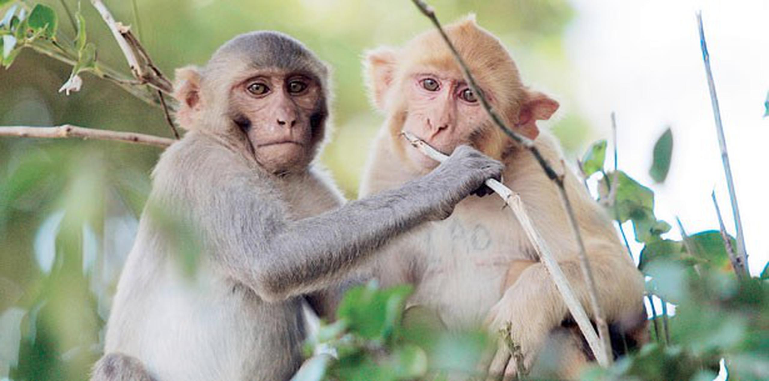Según los expertos, una vez les dé hambre, los primates regresarían a su área habitual. (Archivo)