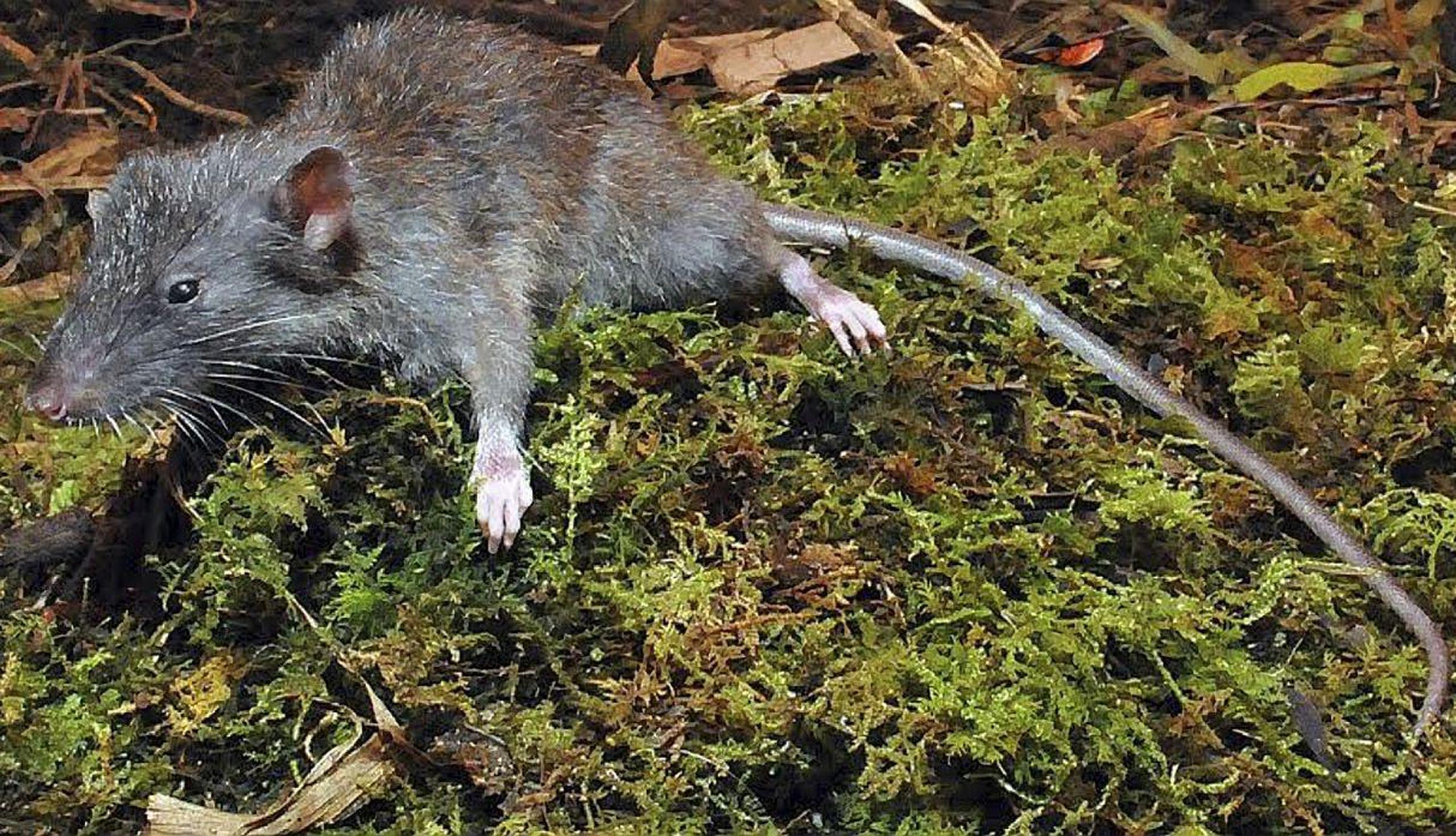 El roedor 'Gracilimus radix'. Fue descubierto en Indonesia. (GDA)