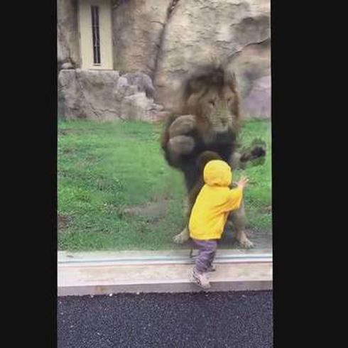 León de zoológico intenta atacar a niño de dos años