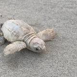 Hallan inusual tortuga blanca en Carolina del Sur