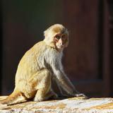 Los monos rhesus pueden percibir sus propios latidos 