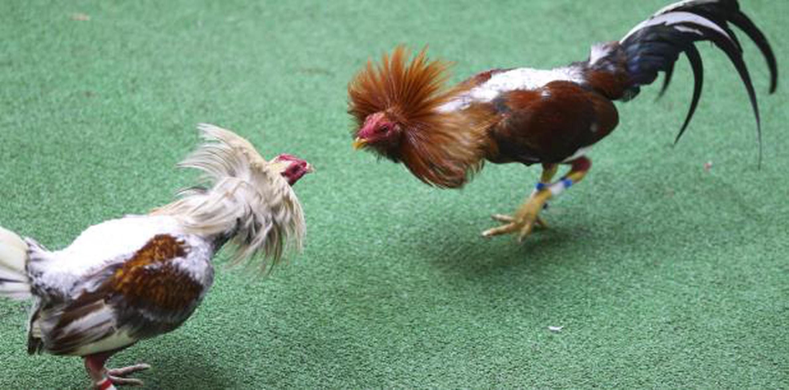 A partir de diciembre, quedarán prohibidas en Puerto Rico las peleas de gallos. (Archivo)